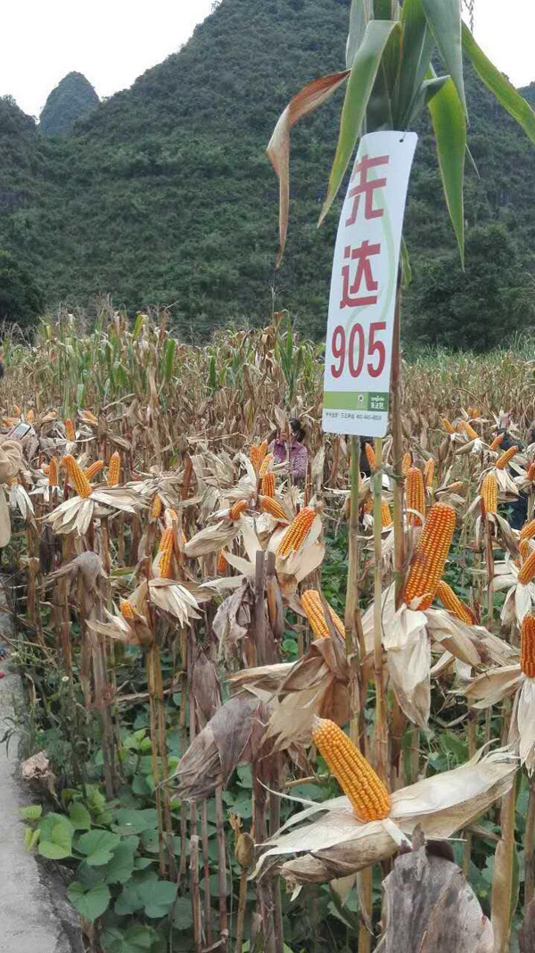 三北72玉米品种图片
